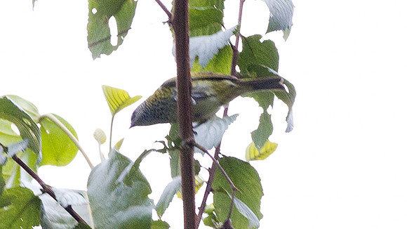 Swallow Tanager (Tersina viridis)