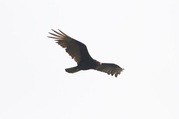 Turkey Vulture (Cathartes aura)