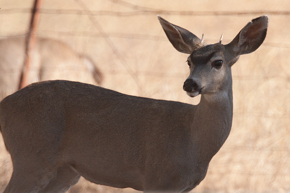 California Mule Deer (Odocoileus hemionus californicus)