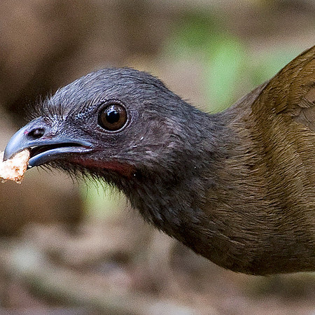 Grey-headed Chachalaca (Ortalis cinereiceps)