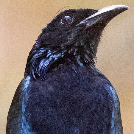 Spangled drongo (Dicrurus bracteatus)