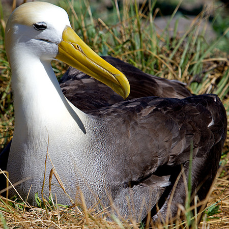 Waved Albatross (Phoebastria irrorata)