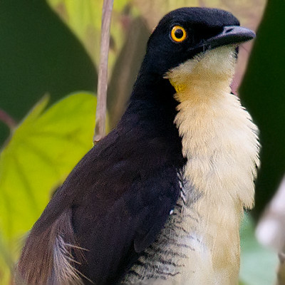 Black-capped Donacobius (Donacobius atricapilla)
