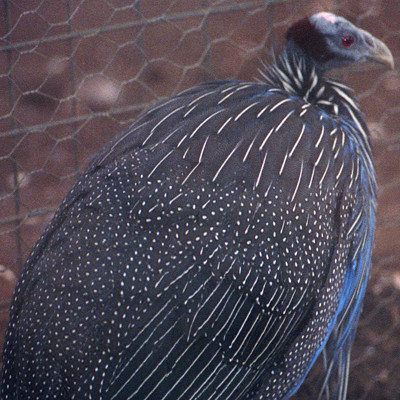 Vulturine Guineafowl (Acryllium vulturinum)
