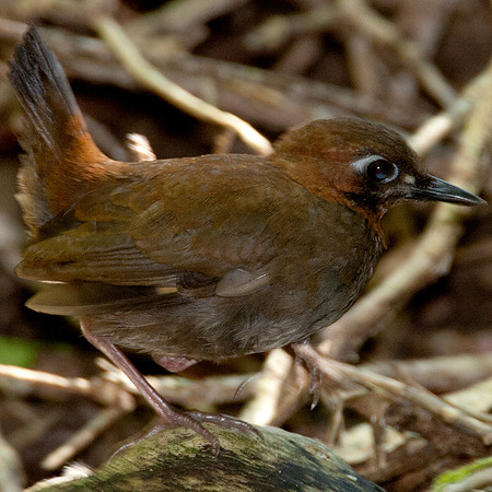 Black-faced Antthrush (Formicarius analis)