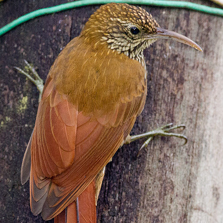 Montane Woodcreeper (Lepidocolaptes lacrymiger)