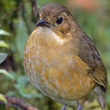 Tawny Antpitta (Grallaria quitensis)
