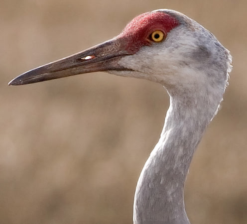 Sandhill Crane (Grus canadensis)