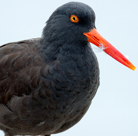 Black Oystercatcher (Haematopus bachmani)