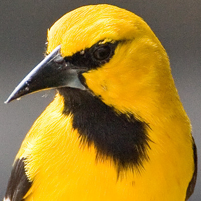 Yellow Oriole (Icterus nigrogularis)