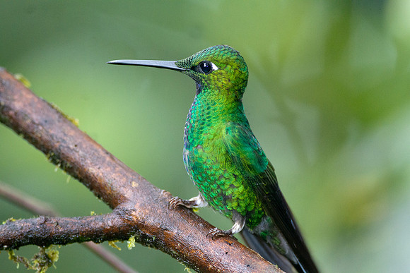 Green-crowned Brilliant (Heliodoxa jacula)