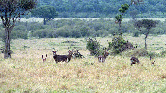 1988 Africa  img367