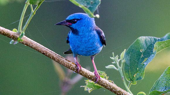 Blue Dacnis (Dacnis cayana) Male