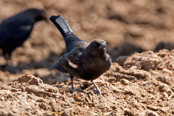 Tricoloured Blackbird (Agelaius tricolor)