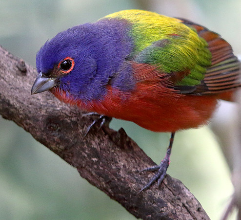 Painted bunting (Passerina ciris) Male