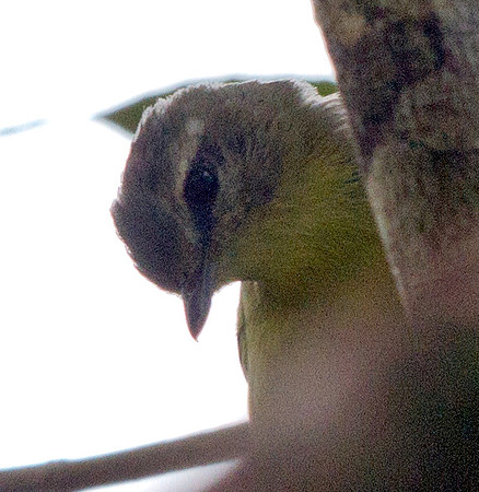IMG_4693