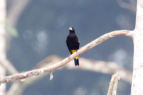 Yellow-rumped Cacique (Cacicus cela)