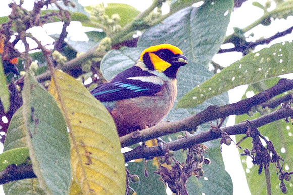 Flame-faced Tanager (Tangara parzudakii)