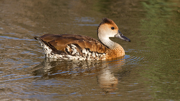 West Indian Whistling Duck (Dendrocygna arborea) also known as Black-billed Whistling Duck, Cuban Whistling Duck