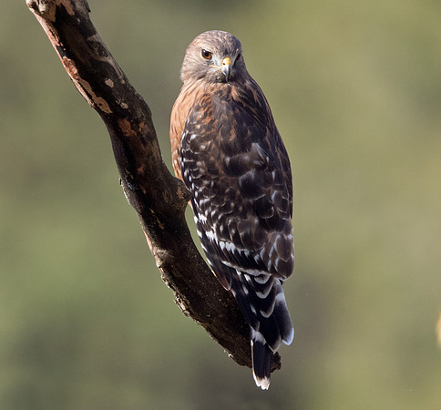 Red-shouldered hawk (Buteo lineatus)