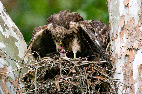 Red-shouldered Hawk (Buteo lineatus) juvenile