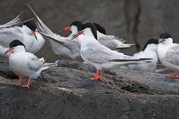 Forster's Tern (Sterna forsteri)