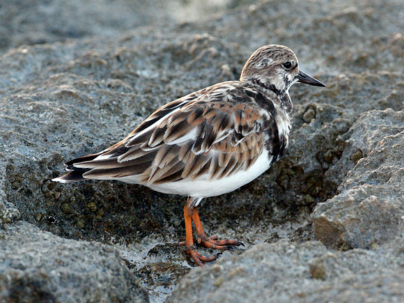 Ruddy Turnstone (Arenaria interpres)