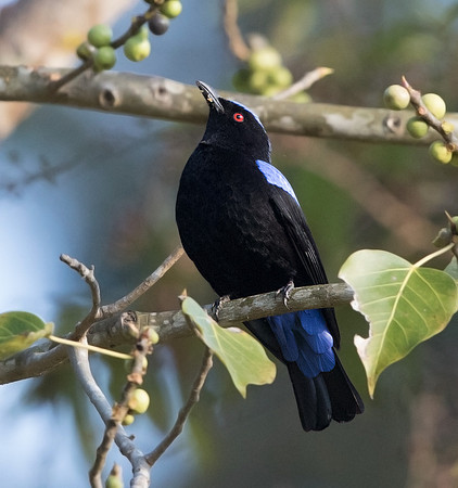 Asian fairy-bluebird (Irena puella) Male