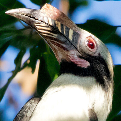 Luzon hornbill (Penelopides manillae) Male