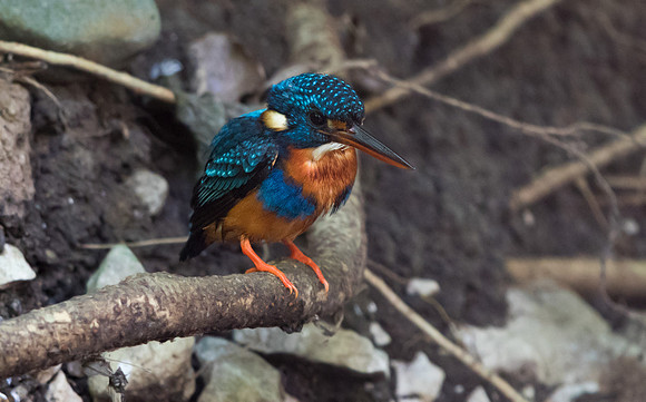 Indigo-banded kingfisher (Ceyx cyanopectus) Female