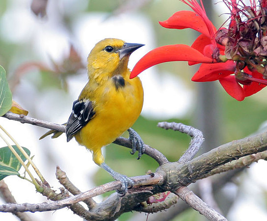 Yellow Oriole (Icterus nigrogularis)