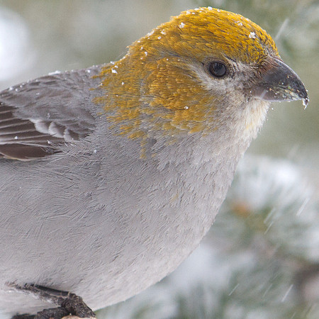 Pine Grosbeak (Pinicola enucleator); Female