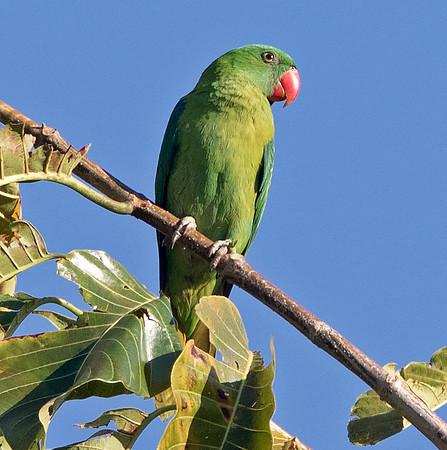 Great-billed parrot (Tanygnathus megalorynchos)