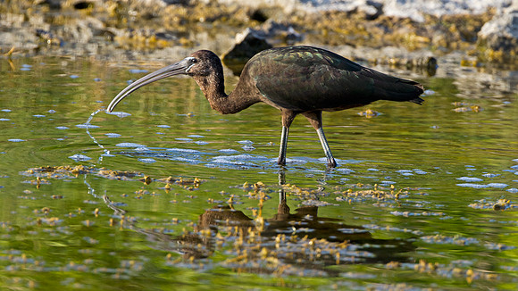Glossy Ibis (Plegadis falcinellus)