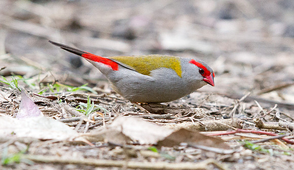 Red-browed finch (Neochmia temporalis)