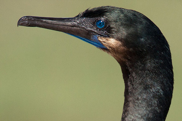 Brandt's Cormorant (Phalacrocorax penicillatus)