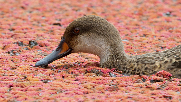 White-cheeked Pintail (Anas bahamensis) Female
