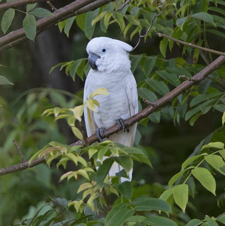 White cockatoo (Cacatua alba)