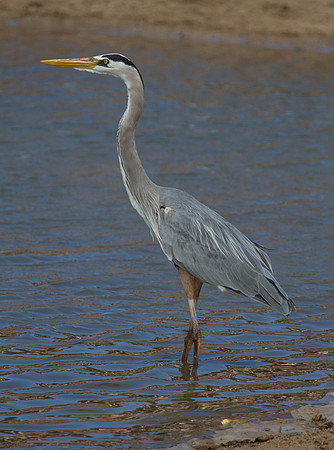 Great Blue Heron (Ardea herodias)