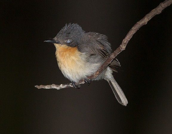 Slaty monarch (Mayrornis lessoni)