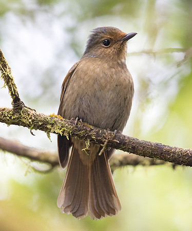 Large niltava (Niltava grandis) Female