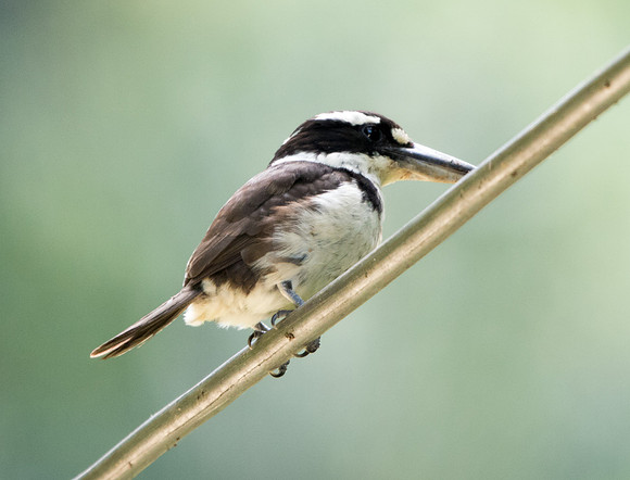 Sombre Kingfisher (Todiramphus funebris)