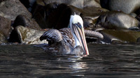 Brown Pelican (Pelecanus occidentalis)