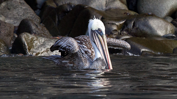 Brown Pelican (Pelecanus occidentalis)