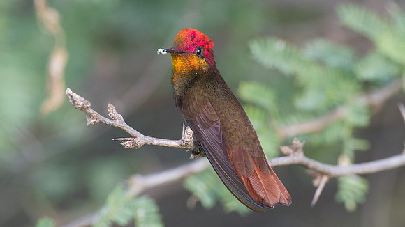 Ruby-topaz Hummingbird (Chrysolampis mosquitus) male