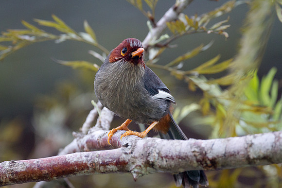 Chestnut-hooded Laughingthrush (Rhinocichla treacheri)