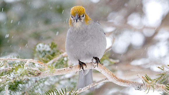 Pine Grosbeak (Pinicola enucleator); Female