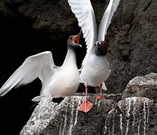 Swallow-tailed Gull (Creagrus furcatus)