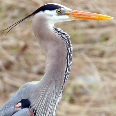 Great Blue Heron (Ardea herodias)