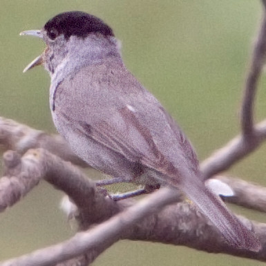 Eurasian blackcap (Sylvia atricapilla)